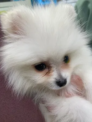 Прелестный белый шпиц щенка Pomeranian Стоковое Фото - изображение  насчитывающей изолировано, холить: 110197888