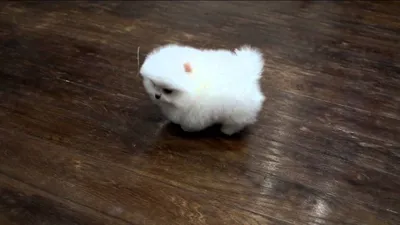 Белый померанский шпиц щенок очень …» — создано в Шедевруме