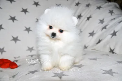 Собака Японский белый шпиц на белой предпосылке Стоковое Изображение -  изображение насчитывающей любимчик, клаус: 50408537