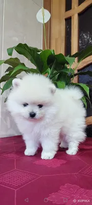 Белый немецкий щенок шпица стоковое фото. изображение насчитывающей щенок -  45915228