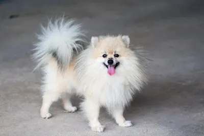 собака померанский шпиц белый фон с длинными белыми волосами и черными  пятнами, щенок, высокое разрешение, привлекательность фон картинки и Фото  для бесплатной загрузки