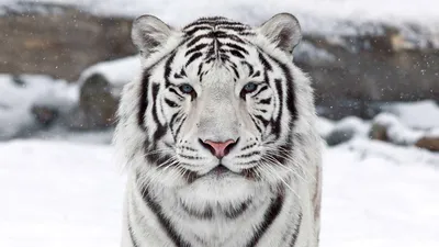 Картина на дереве Белый тигр 80х120 см 637770 – купить по цене 12 600 ₽ в  Москве в интернет-магазине ogogo.ru