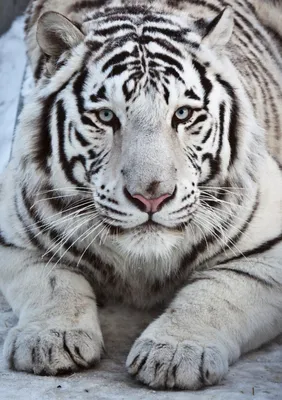 Купить фигурка KONIK Белый тигр AMW2026, цены на Мегамаркет