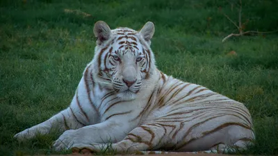 Белый Тигр (Panthera Tigris), Бенгальский Тигр, Лев Panthera В Сингапурском  Зоопарке. Фотография, картинки, изображения и сток-фотография без роялти.  Image 75615119