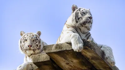 Картина на холсте \"Белый тигр в джунглях\"