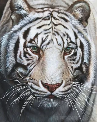 Картина Белый тигр. Размеры: 50x60, Год: 2023, Цена: 34600 рублей Художник  Зайцева Юлия Андреевна