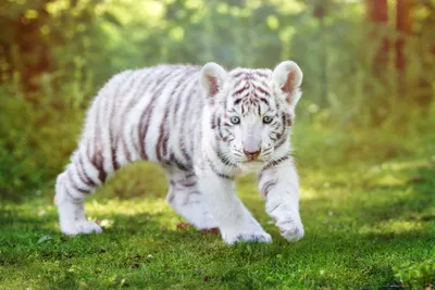 Чистокровных белых амурских тигров не существует | Пикабу