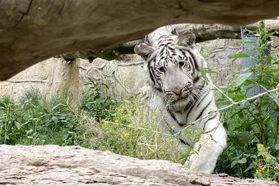 Белый тигр | Majestic animals, Albino animals, Cute wild animals