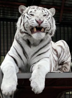Почему белым тиграм следует исчезнуть (Slate, США) | 18.01.2022, ИноСМИ
