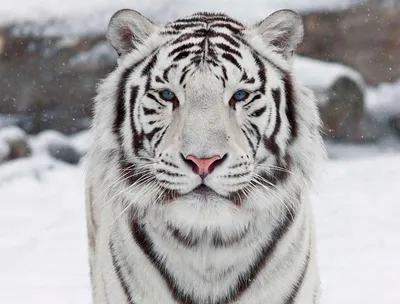 Белый Тигр | Пикабу