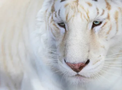 Статуэтка \"Белый тигр\" большой купить в Краснодаре с отправкой по России,  цена, фото | Box/438TB