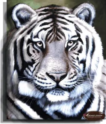Белый Тигр — стоковые фотографии и другие картинки Белый тигр - Белый тигр,  Животные в дикой природе, Агрессия - iStock