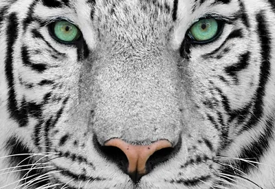 Бенгальский белый тигр Stock Photo | Adobe Stock