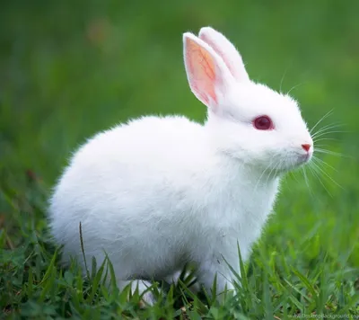 ◦•○◉✿ Милый-существо белый кролик…» — создано в Шедевруме