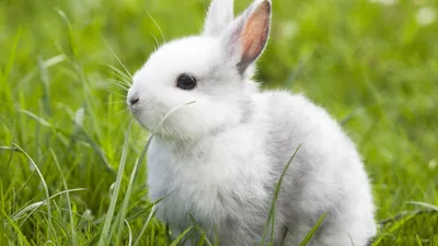 Белый заяц - картинки и фото poknok.art
