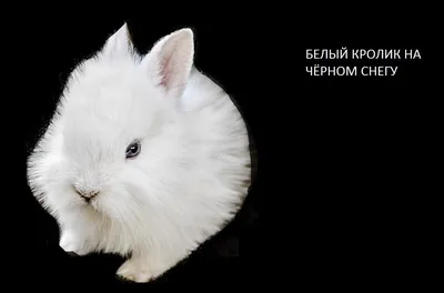 Белые Кролики В Снегу Кролик Зимой Белый Заяц — стоковые фотографии и  другие картинки Без людей - Без людей, Белый, Германия - iStock