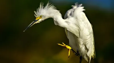 Корейский ресторан Белый журавль