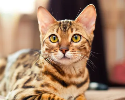 Характерные признаки породы бенгальская кошка.