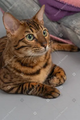 Бенгальская кошка: фото, описание породы в домашних условиях, сколько  живут, сведения о характере