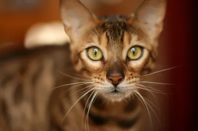 Бенгальская кошка с перламутровыми …» — создано в Шедевруме
