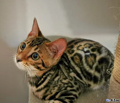 Бенгальская кошка | Зоопарикмахерская. в г. Электросталь