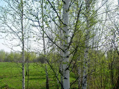 Береза Весной — стоковые фотографии и другие картинки Birch Bay - Birch  Bay, Pinaceae, Берёза - iStock