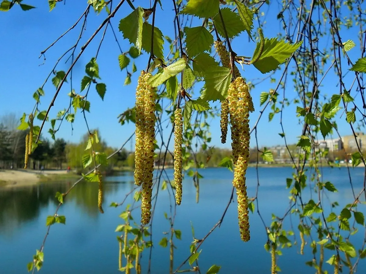 Картинка береза весной