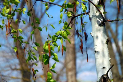 лес, Березы в парке, голые деревья, ранняя весна, пейзщаж Stock Photo |  Adobe Stock