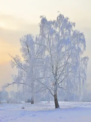 Ветви дерева березы зимой в инее на фоне синего неба. Stock-Foto | Adobe  Stock