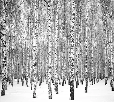 Береза зимой в лесу стоковое фото. изображение насчитывающей двухчленной -  209567908