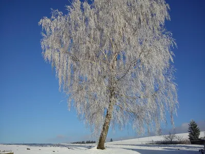 Береза зимой на фоне неба стоковое фото. изображение насчитывающей напольно  - 196848386