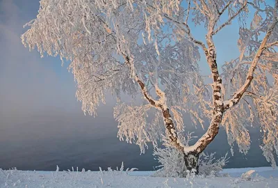 Обои Природа Зима, обои для рабочего стола, фотографии природа, зима, береза,  снег Обои для рабочего стола, скачать обои картинки заставки на рабочий  стол.