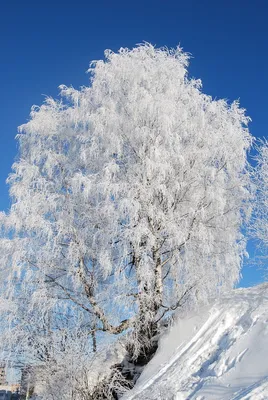 Березы Зимой Стоковые Фотографии | FreeImages