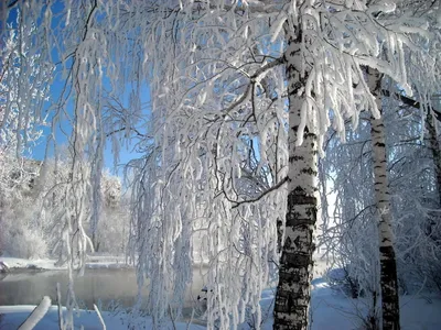 Дерево береза зимой (56 фото) - 56 фото