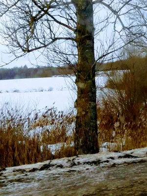 берёза зимой — конкурс \"Во поле береза стояла\" — Фотоконкурс.ру