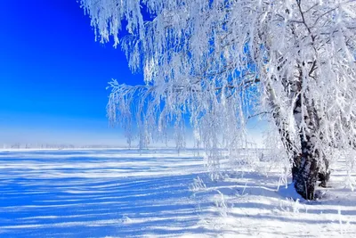 Зимняя береза - красивые фото