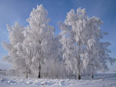 Зима Береза - Бесплатное фото на Pixabay - Pixabay