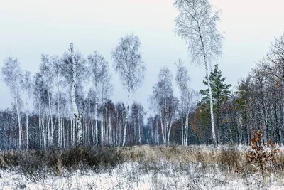 картинки : пейзаж, дерево, природа, филиал, снег, холодно, зима, туман,  поле, мороз, в одиночестве, Лед, Береза, Погода, снежно, Замороженный,  отдых, Одинокий, время года, одиночество, Швеция, метель, Морозный, Зимний,  Зимняя магия, Замораживание ...