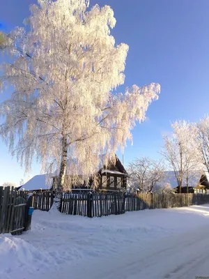 голая береза зимой покрыта снегом Стоковое Изображение - изображение  насчитывающей сезон, зима: 217131131
