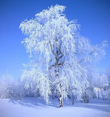 Береза зима (57 фото) - 57 фото