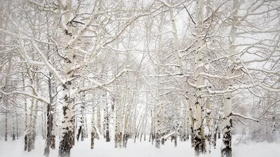 Русские берёзы зимой — Фото №232696