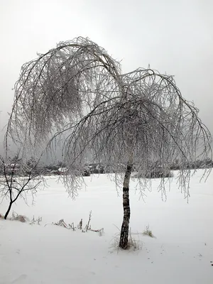 Купить картину Береза зимой в Москве от художника Гайнуллин Кетдус
