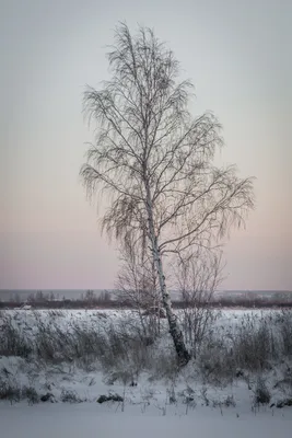 Фото \"И стоит берёза в сонной тишине...\" на фотохостинге Fotoload