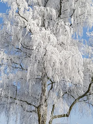 Солитарная береза зимой стоковое фото. изображение насчитывающей заморозок  - 214333542