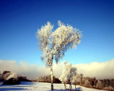 Березы зимой» картина Кугеого Александра маслом на холсте — заказать на  ArtNow.ru