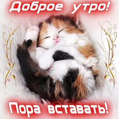 Бесплатные картинки доброе утро фотографии