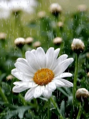 Красивые картинки на телефон скачать бесплатно (55 фото) • Прикольные  картинки и позитив | Daisy flower, Sunflowers and daisies, Happy flowers