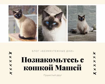 Бесплатные шаблоны коллажей с домашними животными | Скачать дизайн и фон  фотоколлажей с кошками и собаками онлайн | Canva
