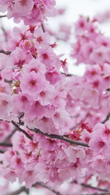 Красивейшая весна цветет коллаж Стоковое Изображение - изображение  насчитывающей взорвать, вишня: 29714599