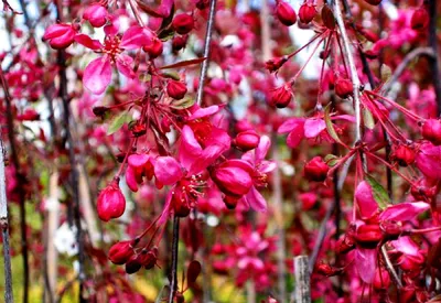 Обои сакура, цветы, весна, цветение, розовый картинки на рабочий стол, фото  скачать бесплатно